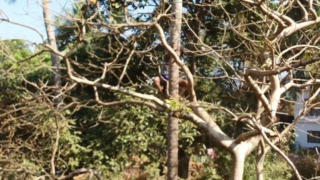 ИНДИЯ. БАГА . ЯНВАРЬ 2018 КАК СНИМАЮТ КОКОСЫ С ПАЛЬМЫ. смотреть онлайн