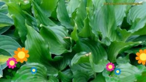 Хоста гибридная Бридерум. Краткий обзор, описание характеристик hosta hybridum Bridegroom