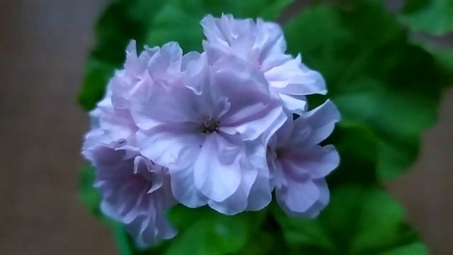 Лучшие сортовые пеларгонии. Идеальная золотолистная пеларгония Ibiza.Первое цветение. Тихая радост смотреть онлайн