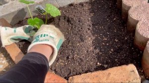 Mulching with bark compost / Vegetable garden / Garden diary #2