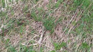 Майский коп металла 2022. Беда на копе.