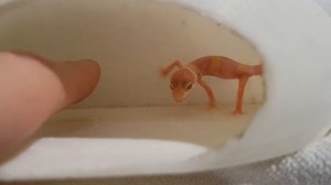 Как кричит геккон