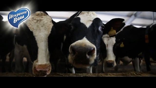 Зимняя экскурсия на молочную ферму от "Искренне Ваш" смотреть онлайн