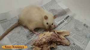 Крысы едят мясо  Можно ли крысам мясо  Можно ли давать крысам мясо  Чем кормить крысу
