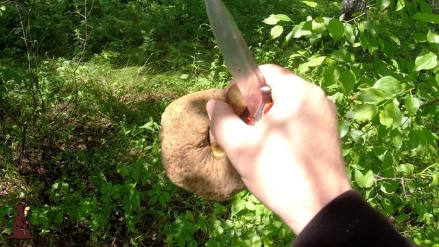 Забежал в Лес на часок и нарезал Грибов Подберезовиков на жарёху Тихая Охота2022 в Самарской област смотреть онлайн