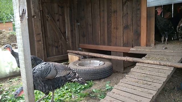 //Индейка Бронзовая Широкогрудая// смотреть онлайн