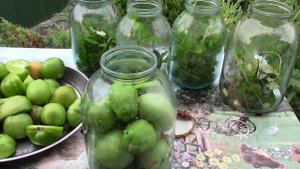Квашеные зеленые помидоры в банке