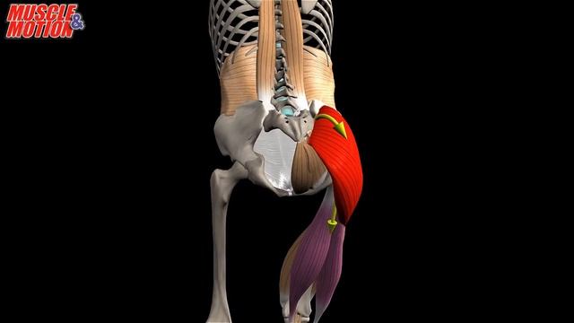 Single Leg Hip Hinge Bodyweight смотреть онлайн
