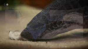 Девонский период Малоизвестная эпоха когда бронированные доисторические акулы господствовали в моря