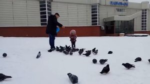 Как кормить голубей