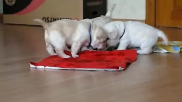 Палевые щенки Лабрадора ретривера смотреть онлайн