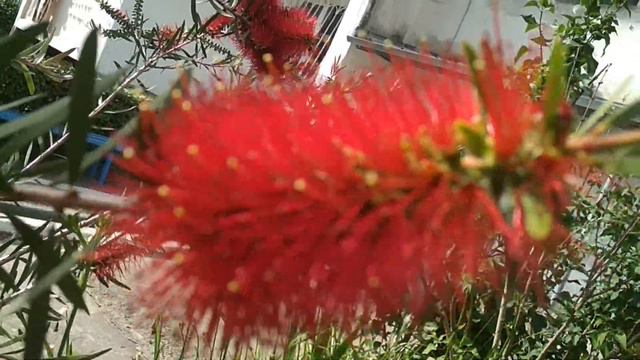 Экскурсия по Сочи... Цветы... смотреть онлайн