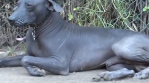 10 Лысых пород собак! Самые странные породы мира