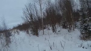 Охота на зайца и лису с гончими по белой тропе !!!