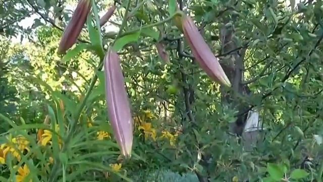 Зацвели лилии в саду смотреть онлайн