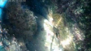 флора и фауна Чёрного моря