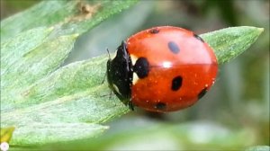 Божья коровка