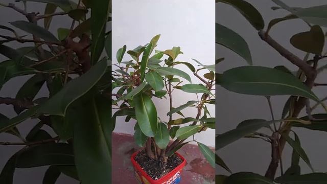 Duhat tree - The java plum - Bonsai