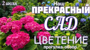 Начало цветения ГОРТЕНЗИИ. Прогулка - обзор. ЦВЕТЕНИЕ сада 2 июля.