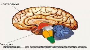 Гипоталамус и гипофиз: где находятся, строение, какую роль они играют в организме, какая связь?