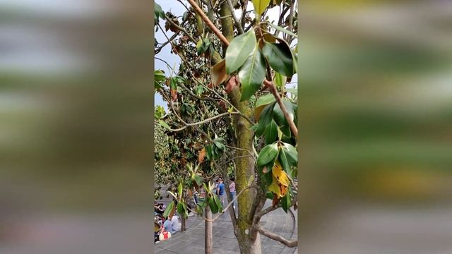 Яркие японские карпы породы кои в парке Галицкого смотреть онлайн