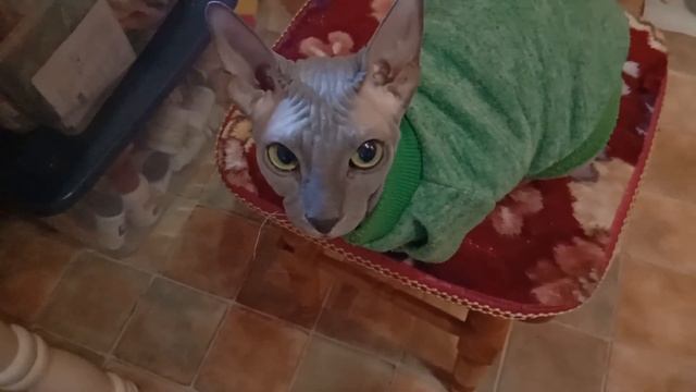 ВЕСЬ ДЕНЬ НА 100 РУБЛЕЙ: семья из 4 человек смотреть онлайн