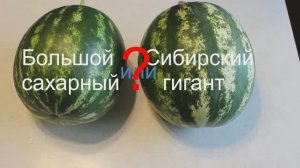 Большой сахарный или Сибирский гигант?