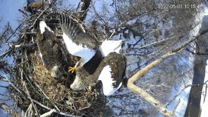 Белоплечий орлан(Haliaeetus pelagicus)1052022