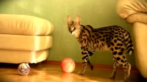 Наш домашний Сервал Адя - Domestic Serval