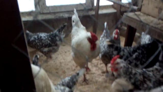 куры отказываются нестись. смотреть онлайн