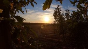 Работа в Крыму на сборе яблок | сколько заработал денег за вахту? 2021