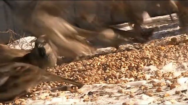 Воробьи кормятся зерном/Sparrows feed on grain смотреть онлайн