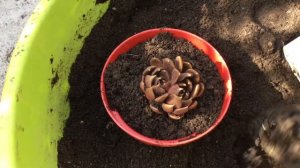 Trasplantando Echeveria Black Prince  y   Echeveria Pulidonis