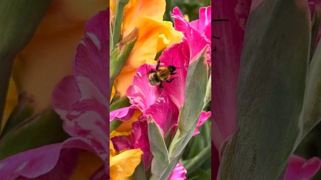 Bee and gladiolus(蜂とグラジオラス) смотреть онлайн