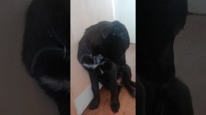 Хозяин ругает собаку  провинилась джесси