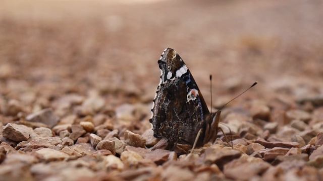 Panasonic Lumix DMC GF3 original firmware video test смотреть онлайн