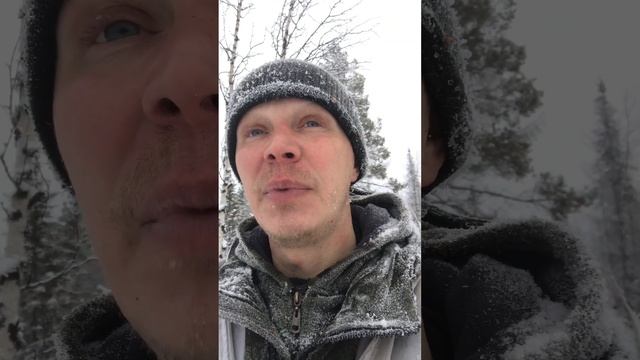 Собаки сутки продержали лося в глубоком снегу, удалось добыл только на следующий день. смотреть онлайн