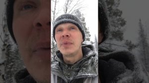 Собаки сутки продержали лося в глубоком снегу, удалось добыл только на следующий день.