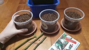 Инжир на подоконнике. Зимнее черенкование инжира