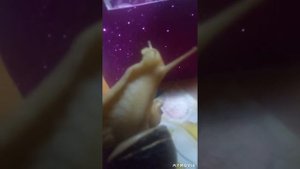 улитка Ахатина минусы в содержании..