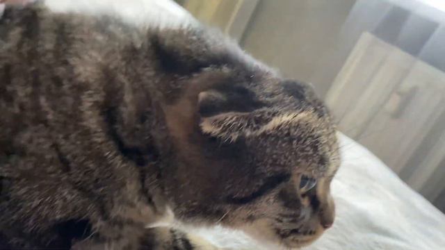 Мой первый влог☺️ Как проходит день с маленьким ребенком и собакой корги РАШ🐕 смотреть онлайн