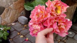 Роза "Decor Arlequin" (Декор Алекин", Meilland, 1986