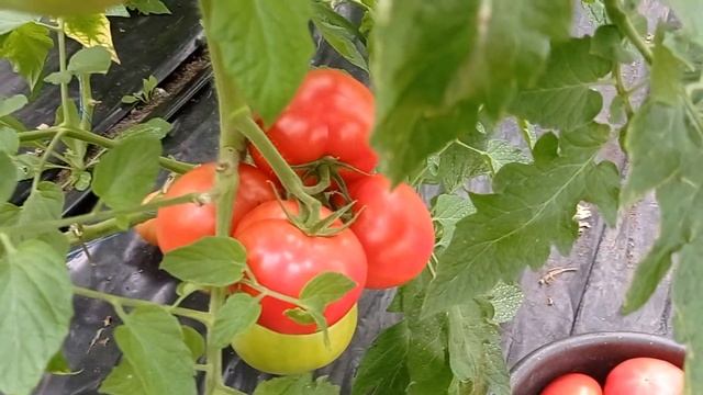 Розовый томат Мануса смотреть онлайн