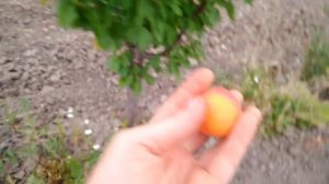 Абрикос Цунами