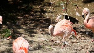 Забавные и прекрасные розовые Фламинго! для детей и взрослых в природе