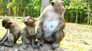 Monkey Daisy Bites Little Baby Monkey Cry Loudly | Really Pity Little Baby Monkey Crying