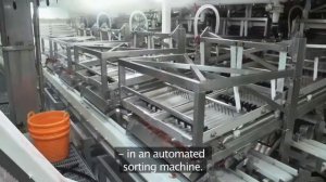 Как зарабатывают миллионы на ловле креветок Промысел в океане Тралы по добыче креветок