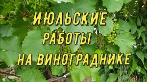 Июльские работы на винограднике