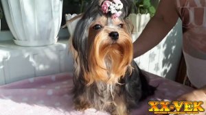 Йоркширский терьер Клёпа / Днепр, 16 июля 2023