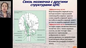 Физиология мозжечка и промежуточного мозга